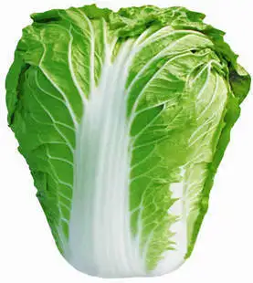 

Vegetable bonsai / Beijing autumn cabbage bonsai 100pcss yielding disease-resistant vegetable bonsai nutrition