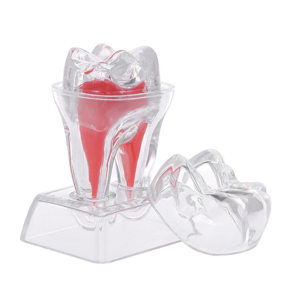 

Dental Supplies Dentistry Crystal Base Hard Plastic Teeth Tooth Molar Model