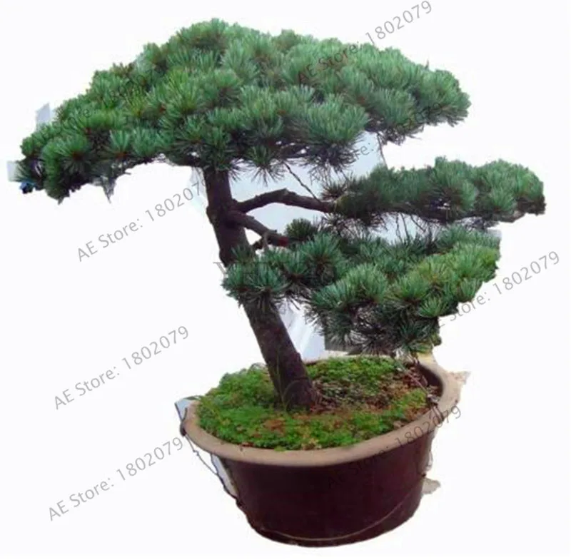 

Hot Sale!30pcs/lot Japanese Pine Tree Plants Pinus Thunbergii Plantas Bonsai floresling DIY Home Garden Free Shipping,#F7RB7E
