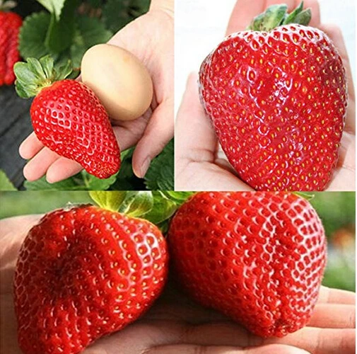 

Giant Japan Strawberry bonsais, 100Pcs Giant Red Strawberry Organic bonsais Garden