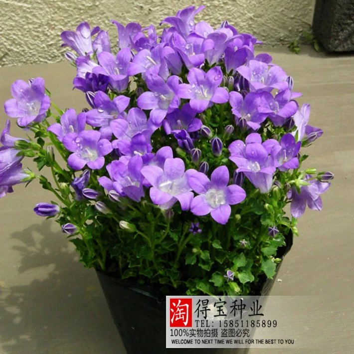 

Balcony Plants Virgo Annual Campanula bonsai Home Potted Plants Flowers 100pcs
