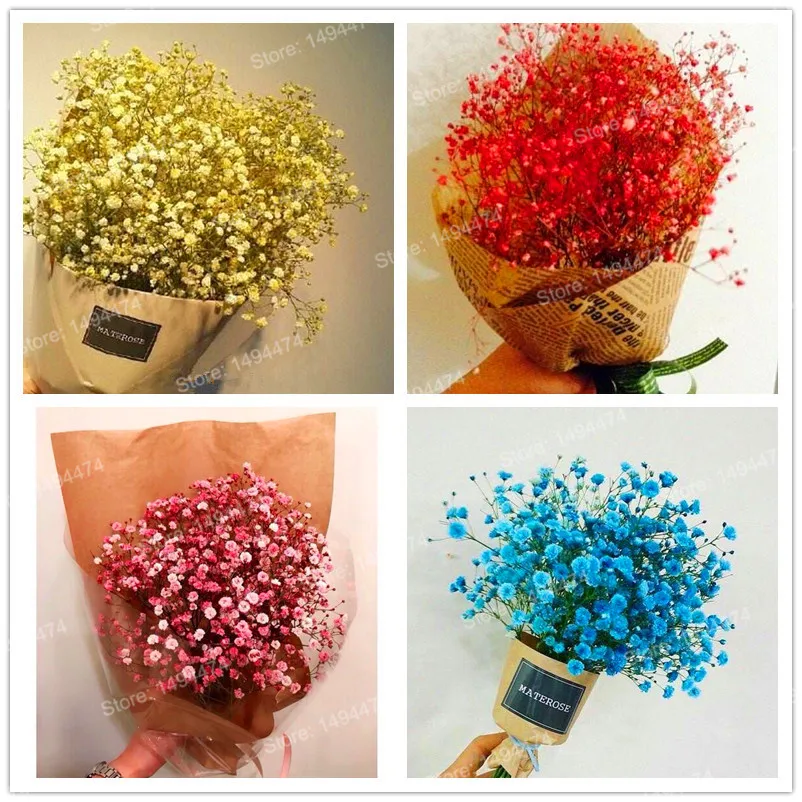 Гипсофилы Семена Купить Радужные