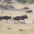 Herd of wildebeests running in a field Tanzania Poster Print (24 x 5) | Дом и сад