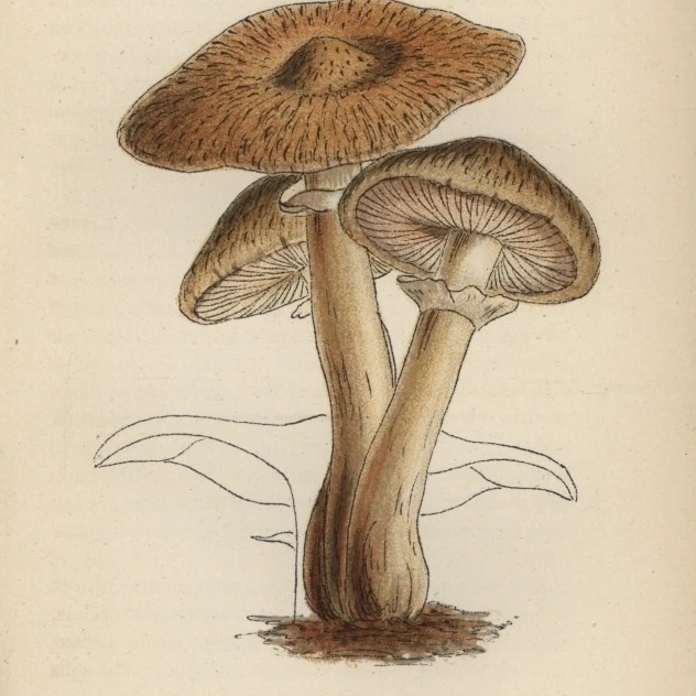 Плакат Hallimasch Mushroom Agaricus Melleus печать Florilegius Mary Evans (18X24) | Дом и сад