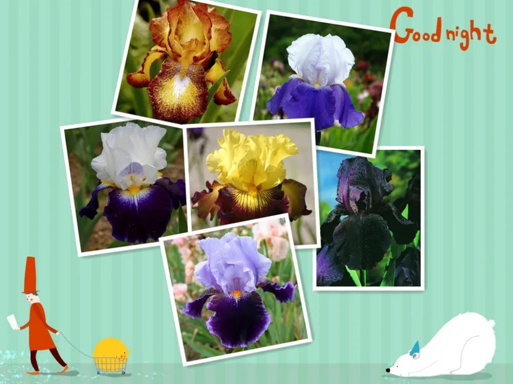 

Iris bonsais, Flower bonsai, Variety Complete, The Budding Rate 95%, (mixed Colors) Diy Home Garden 100pcs /lot