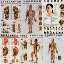 7 шт./компл. английские руки и ноги и ухо и тело пункты меридиана человека настенная диаграмма женский/мужской акупунктурный массаж точка карта Флипчарт