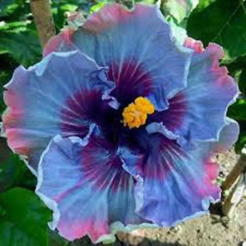 

Real New Arrival Indoor Plants Flower bonsai Giant Hibiscus Exotic Coral Flowers 20pcs/lot Mix Rare Colors Free Shipping