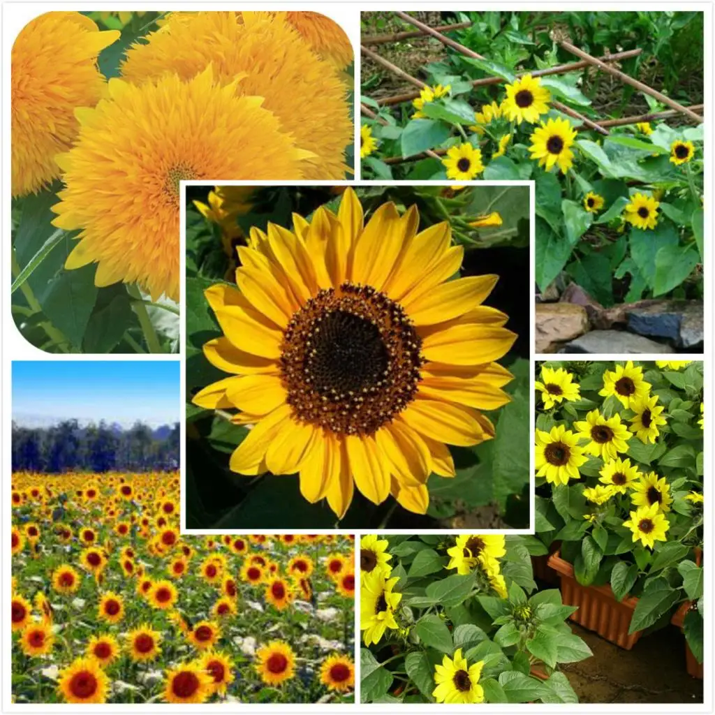 

Sunflower bonsai 10pcs multicolor selection