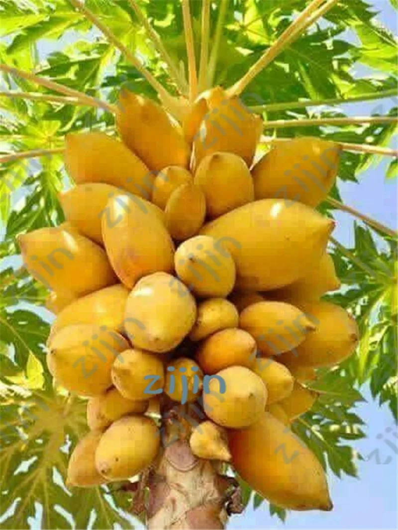

2019 Bonsai Of 20Pcs Papaya Bonsai,Sweet Fruit Vegetable Tree Plants Bonsais Jardin Dwarf Fruit Trees For Diy Garden