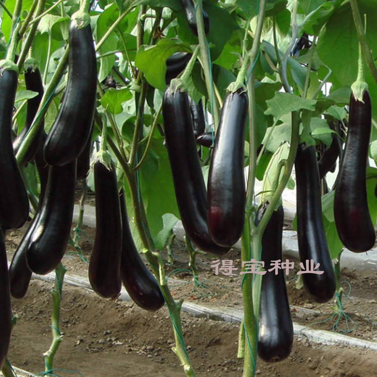 

Hot Sale Real Summer Blooming Plants Vegetable Long Eggplant Terrace Garden Potted bonsai Seasons Easy To Plant 100pcs