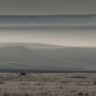 Mule Deer On The Prairies With Fog Shrouded Coulees And Buttes In Distance Saskatchewan Canada Print (26 x 8) | Дом и сад