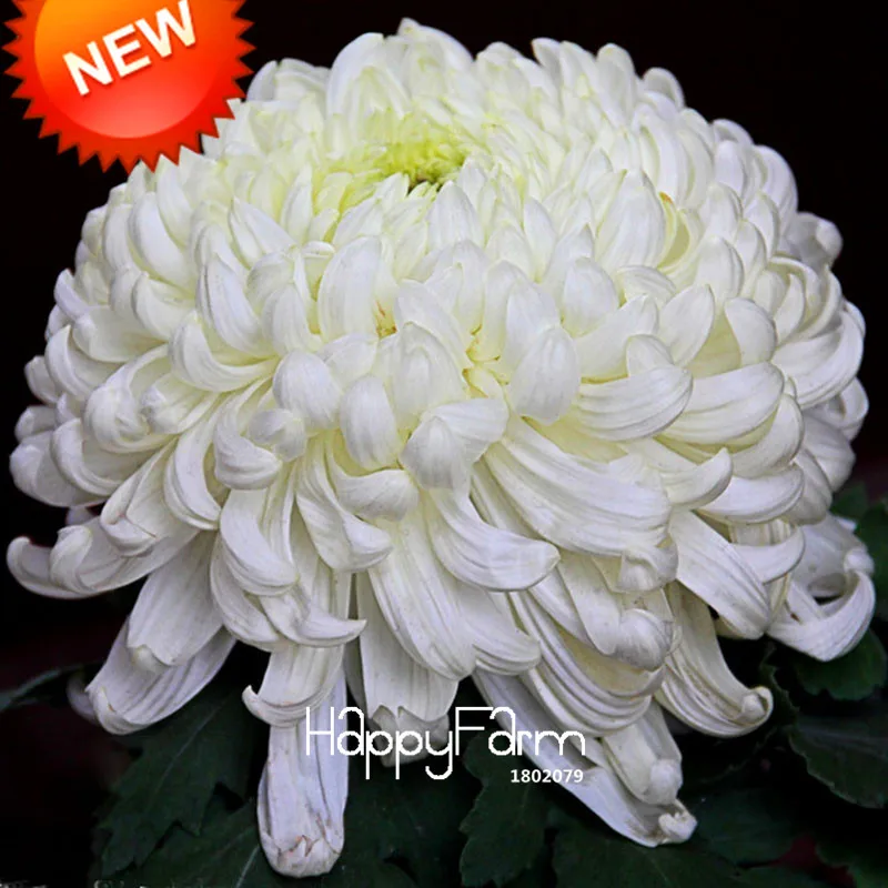 

New 2018!Flower bonsai Potted White Chrysanthemum flores Beautiful Potted Plants Garden 100 Particles / lot,#P7CD1L
