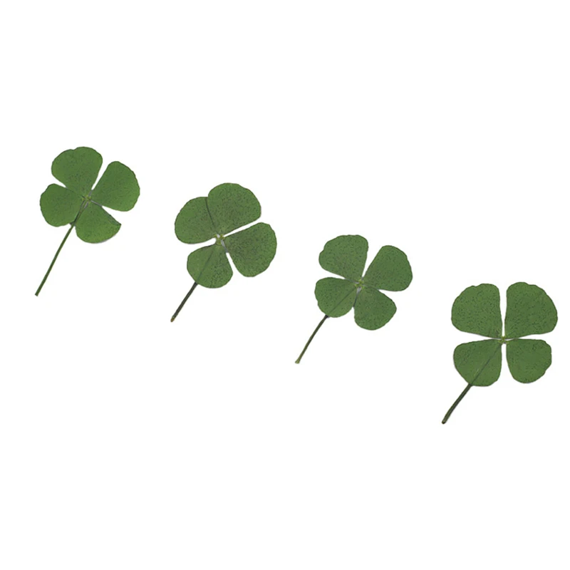 

250pcs Pressed Dry Four-Leaf Clover Leaf Plant Pendant Necklace Jewelry Production Process Diy Accessories