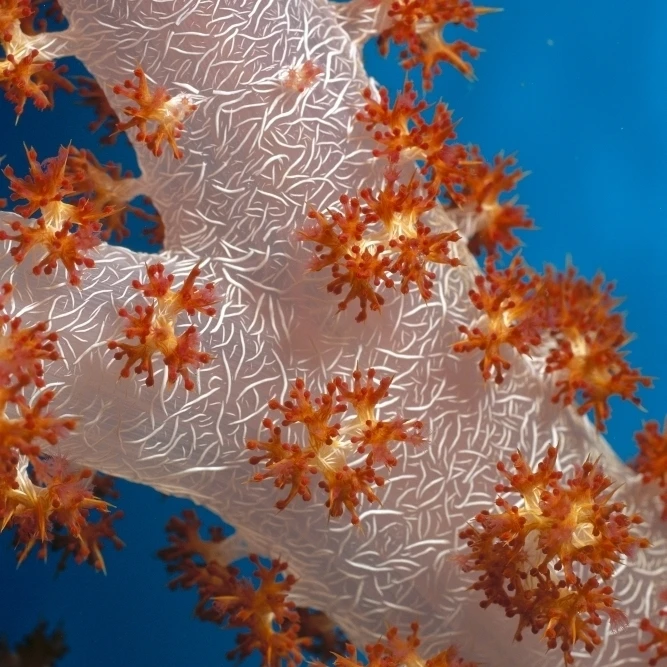 Fiji South Pacific Soft Coral Extreme Close-Up Detail A91G Poster Print (24 x 38) | Дом и сад