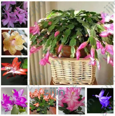 

100 Pcs Crab Cactus Orchid Flower Rare Schlumbergera Flower Bonsai Plants for Home Garden Decoration Potted