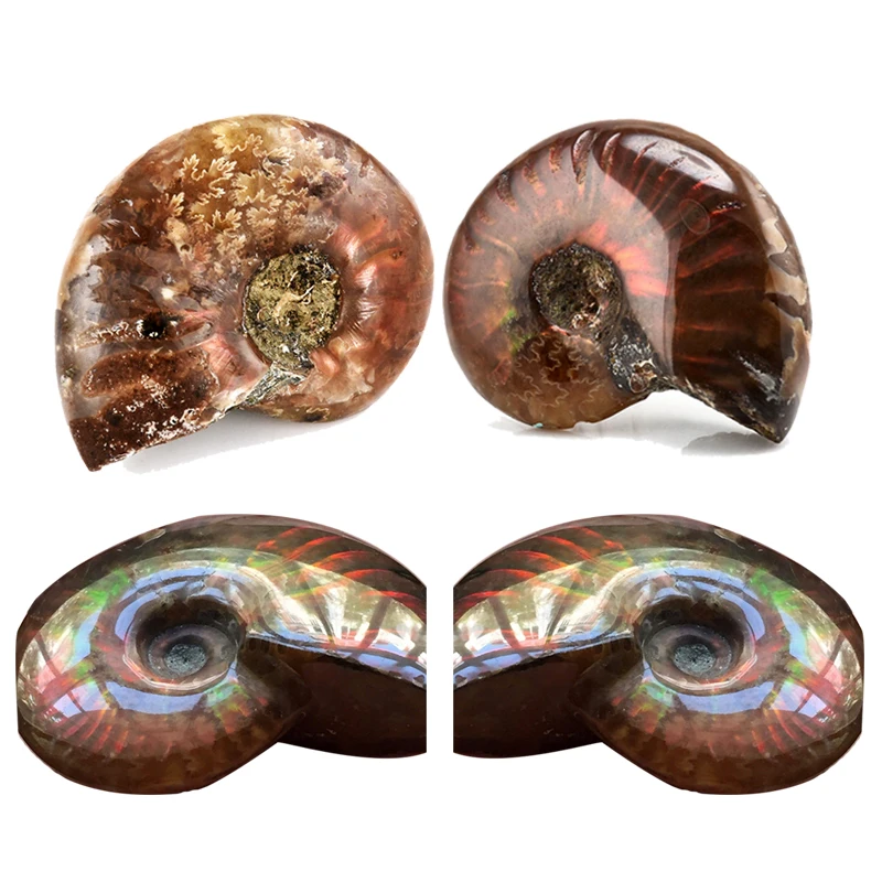 

Natural Stones Nautilus Fossil Specimen Natural Iridescent Ammonite Facet Specimen Fossil 30to40mm Modern Style Home Decor Stone