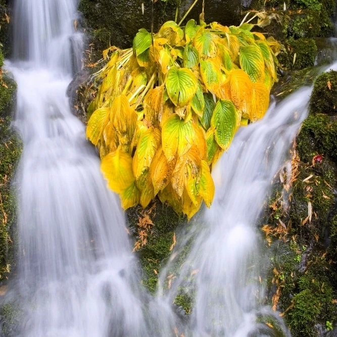 Осень цвета в Crystal Springs Falls Oregon США плакат печать (19x12) | Дом и сад