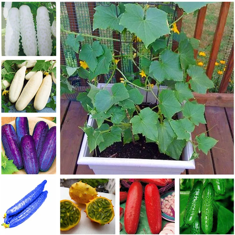 

Cucumber Extremely Japanese Variety For Open Soil Growing Plants Vegetables Home Garden Bonsai Plants Flower 20Pcs