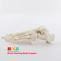 1:1 life size bone foot department of orthopedics массаж обучение медицина лодыжки обучение MJG001