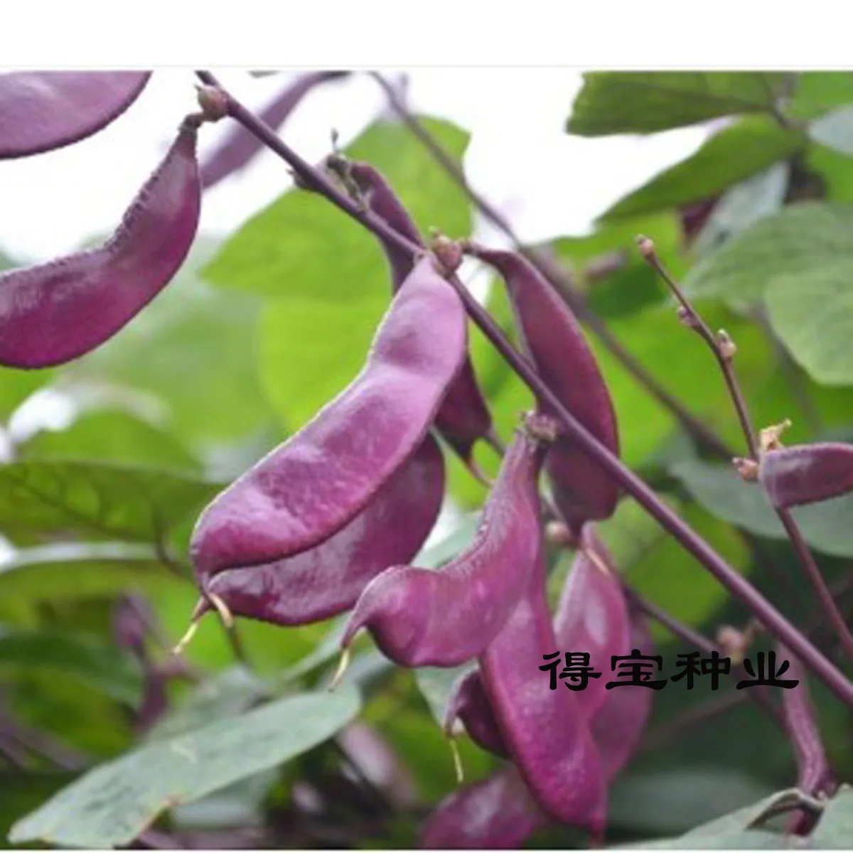 

Blooming Plants Virgo Eyebrow Bean bonsai Potted Beans Vegetables 5pcs