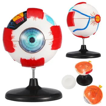 

6x Removable Human Eye Eyeball Model Eyeball Internal Structure Learn Human Anatomical Model Lab Teaching Education Specimens