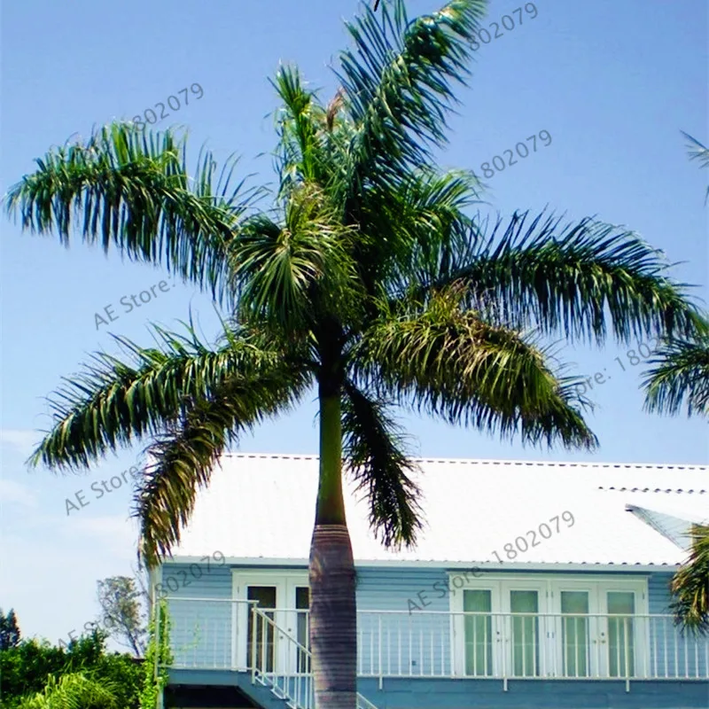 5 PCS Seeds Cuban Royal Palm Exotic Tree Plants Garden Home Bonsai Tropical NEW 