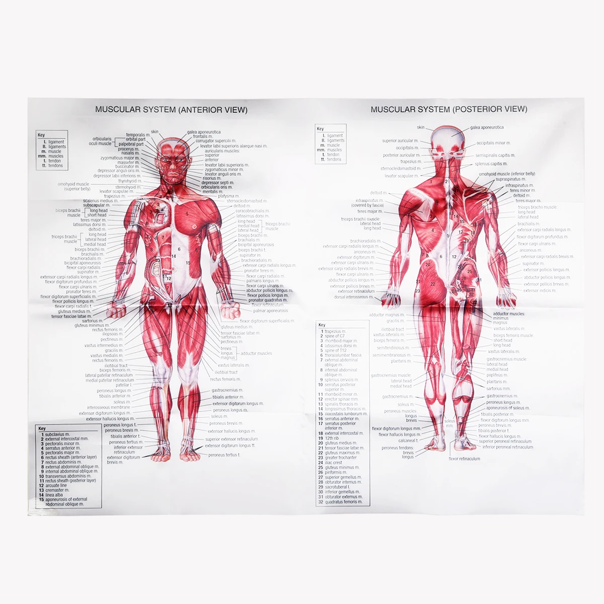 Human Muscular System Chart