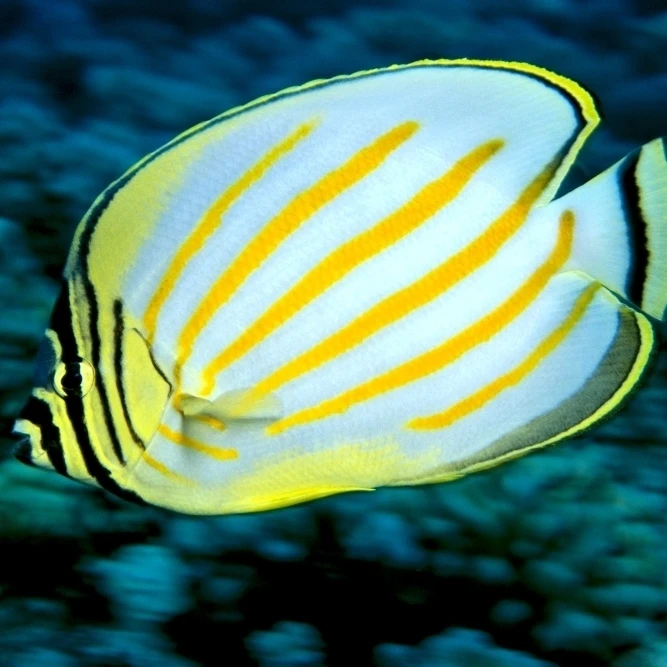 Hawaii Ornate Butterflyfish (Chaetodon Ornatissimus) крупный план вид сбоку C1930 плакат печать (19x12) | Дом и