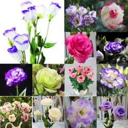 200 шт./сумка eustoma бонсай цветочное растение для дома и сада Эустома многолетняя Lisianthus 12 различных