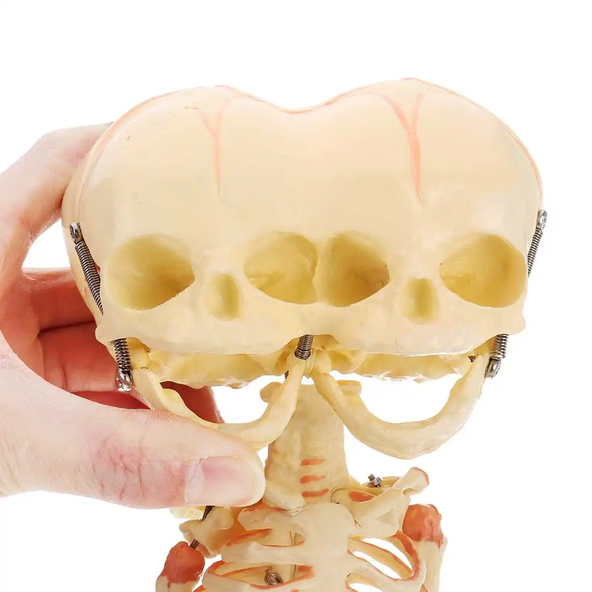 

Three Eyes Double Head Baby Anatomy Skull Skeleton Anatomical Brain Anatomy Education Model Anatomical Study Display