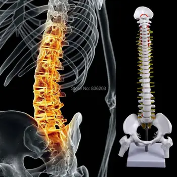 

Human 45 cm Spine with Pelvic Flexible model skeleton Anatomical surgical traumatic pistols condoms medical instruments