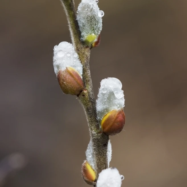 Пушистые ивы catkins выйти весной Astoria Орегон Соединенные Штаты Американский плакат