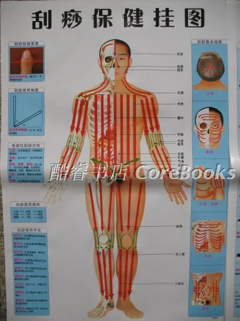 10 шт. скалывание здоровье человека Акупунктура настенная диаграмма ноги рука голова уха Акупунктура Меридиан диаграмма