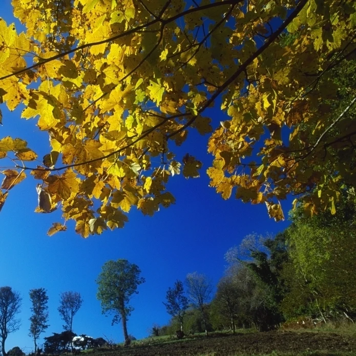 Ards Peninsula County Donegal Ireland Autumn Foliage Poster Print (36 x 24) | Дом и сад