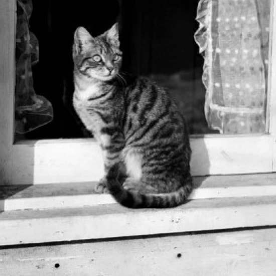 Cat sitting on a windowsill Poster Print (18 x 24) | Дом и сад