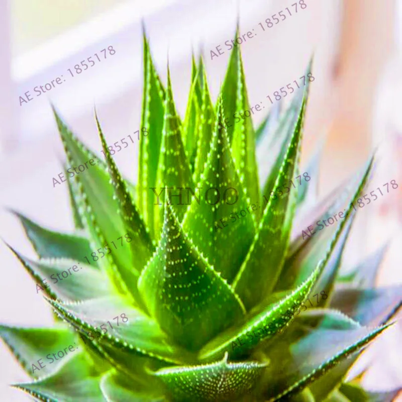 

New Fresh 100pcs Vegetables and fruit Garden Aloe vera Plantas edible beauty Edible cosmetic Bonsai plants floresling for home &