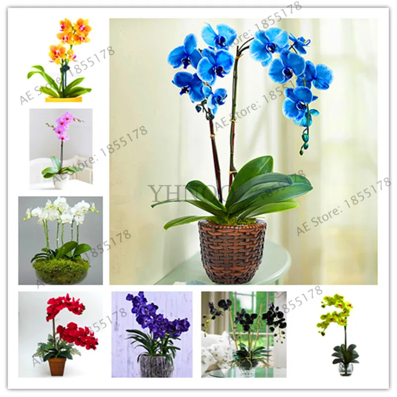 

Best-Selling!100PCS Rare Orchid plante Flower flores Bonsai Phalaenopsis Orchid plantas Perennial Potted Plants For Home Garden,