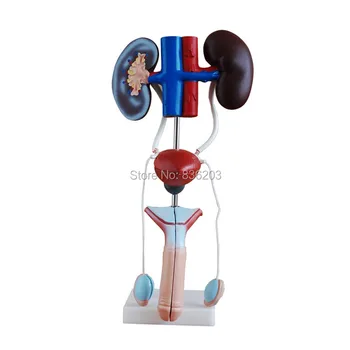 

medical Human male Reproduction & Urinary System surgical anatomical Anatomy traumatic pistols condoms instruments