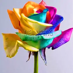 Лидер продаж! 100/сумка карликовые деревья редкая Голландия Радуга, роза, цветы для дома и сада редкая радуга розовый цветок растение