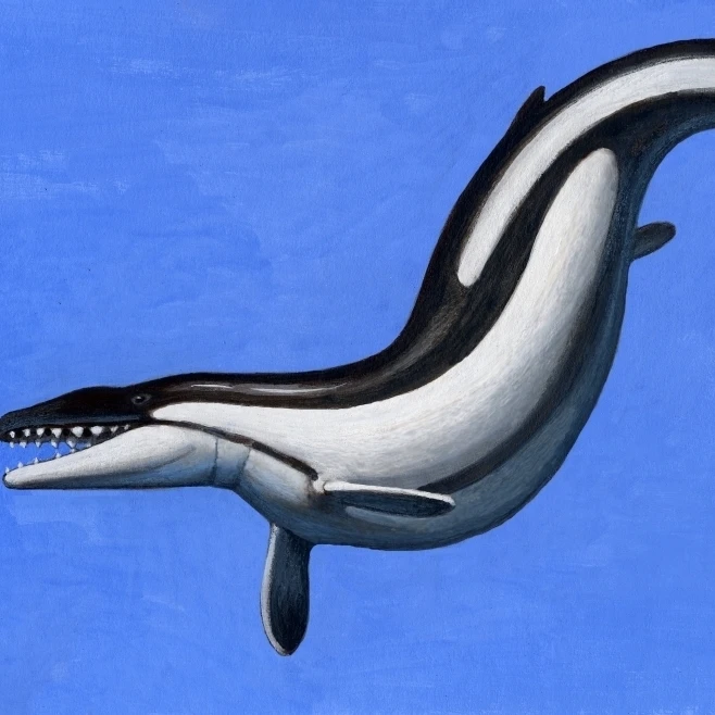 Basilosaurus морской млекопитающее жившее в поздней эпохе эоцена плакат печать (34x22) |