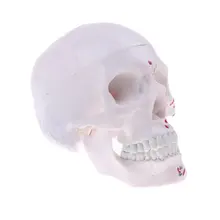1: 1 голова скелет модель моделирования человеческий череп анатомический модель для школьного обучения инструмент обучения дисплей лабораторные принадлежности