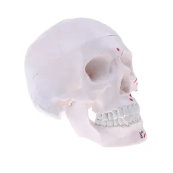 

1: 1 Head Skeleton Simulation Model Human Skull Anatomical Model for School Teaching Tool Learning Display Lab Supplies