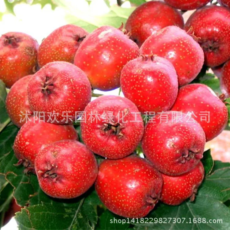 

Direct wholesale hawthorn hawthorn fruit quality bonsais of new varieties of fruit 10pcs/Pack