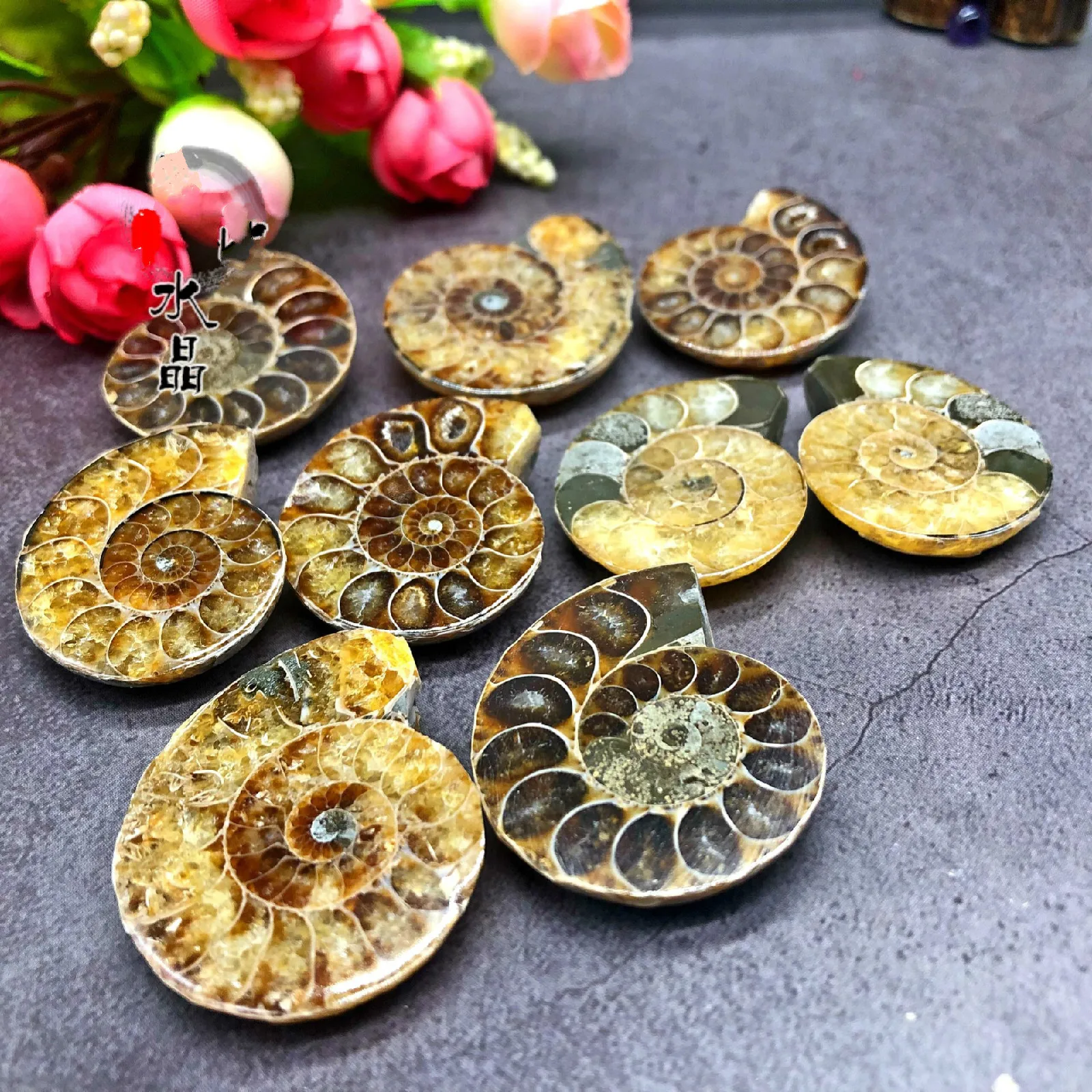 

Natural shell conch original spotted snail spotted conch fossil transfer snail snail lucky snail ornaments decorative stones