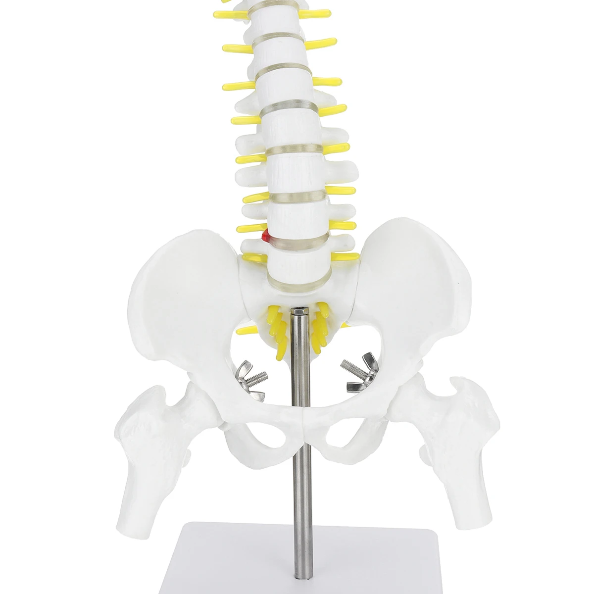 45 см Гибкий 1:1 взрослый Поясничный изгиб позвоночника модель человека скелет модель с спинного диска таза модель используется для массажа, йоги