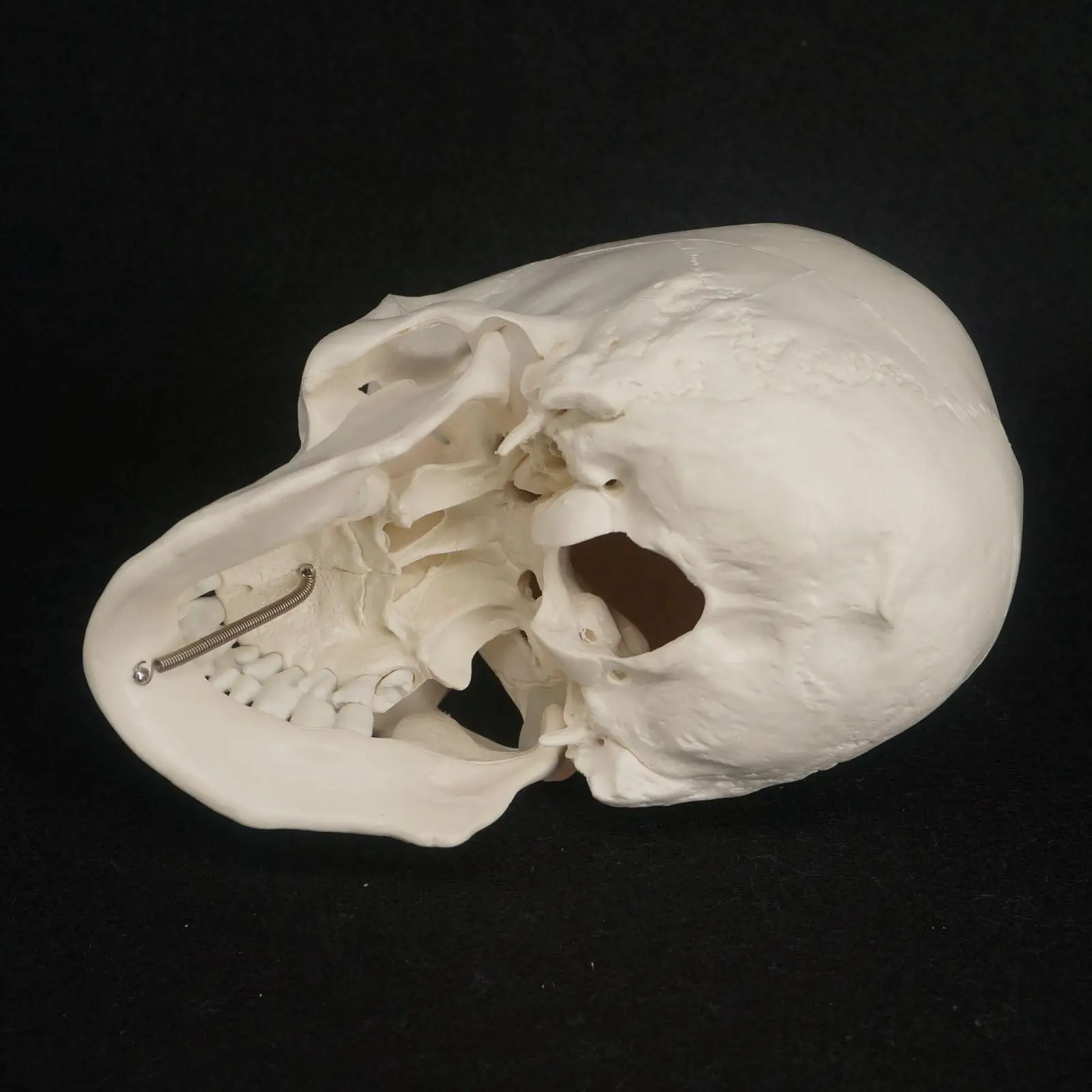 Естественный размер в натуральную величину человеческий череп модель высокая моделирования анатомический гибкий для медицинского искусства живопись обучающие материалы