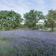 Field of Bluebonnet flowers Texas USA Poster Print (30 x 13) | Дом и сад
