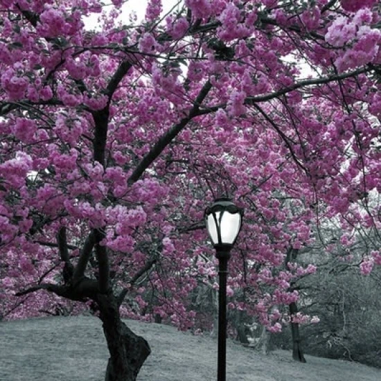 Нью-Йорк Central Park Blossom Poster Print (24X36) | Дом и сад