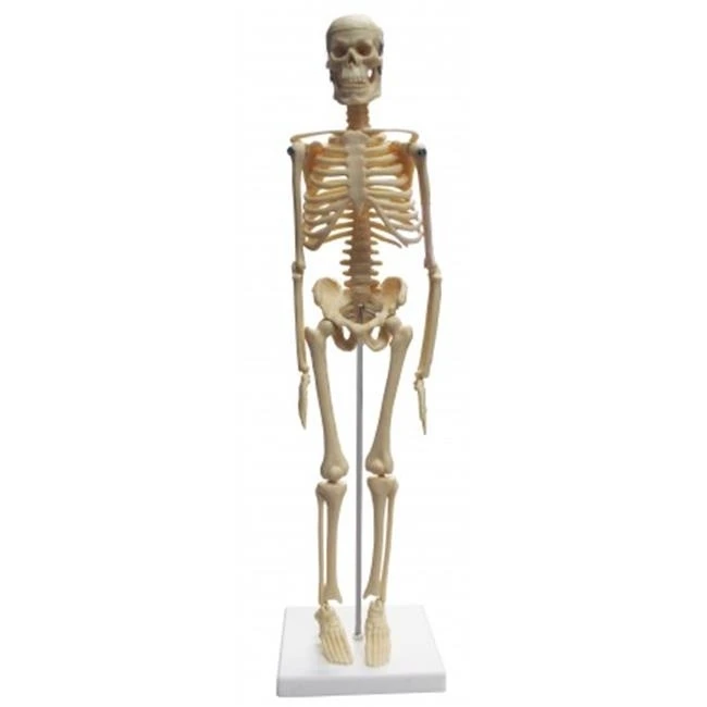 Vision Scientific VAS203 17 in. Desktop Skeleton |