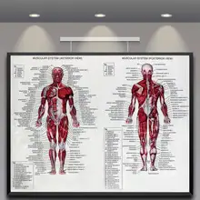 60 cm * 80 cm système musculaire affiches tissu de soie anatomie graphique corps humain école Science médicale fournitures éducatives décoration de la maison
